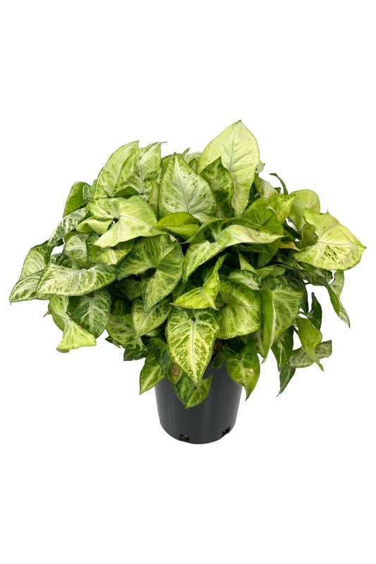 Syngonium podophyllum 1 Gallon - The Garden Corner