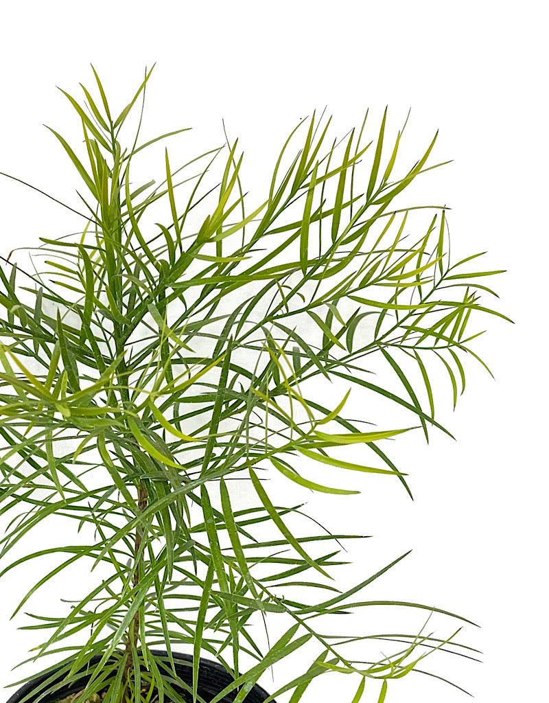Podocarpus gracilior 1 Gallon