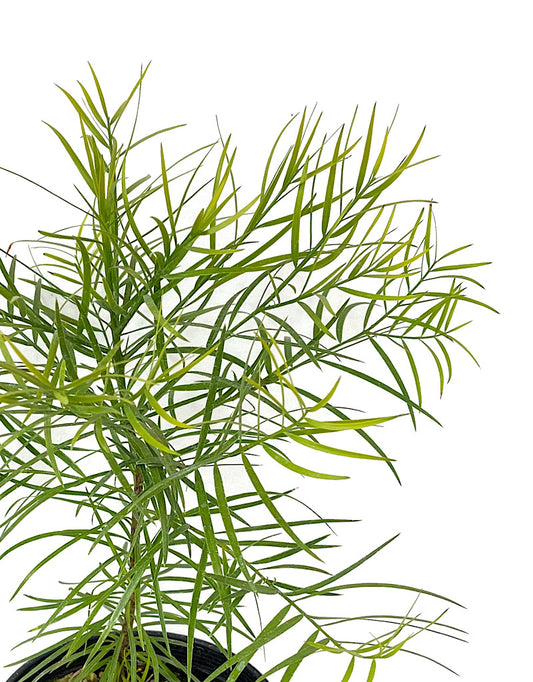 Podocarpus gracilior 1 Gallon