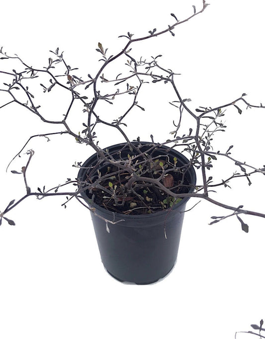Corokia cotoneaster - 1 gal - The Garden Corner