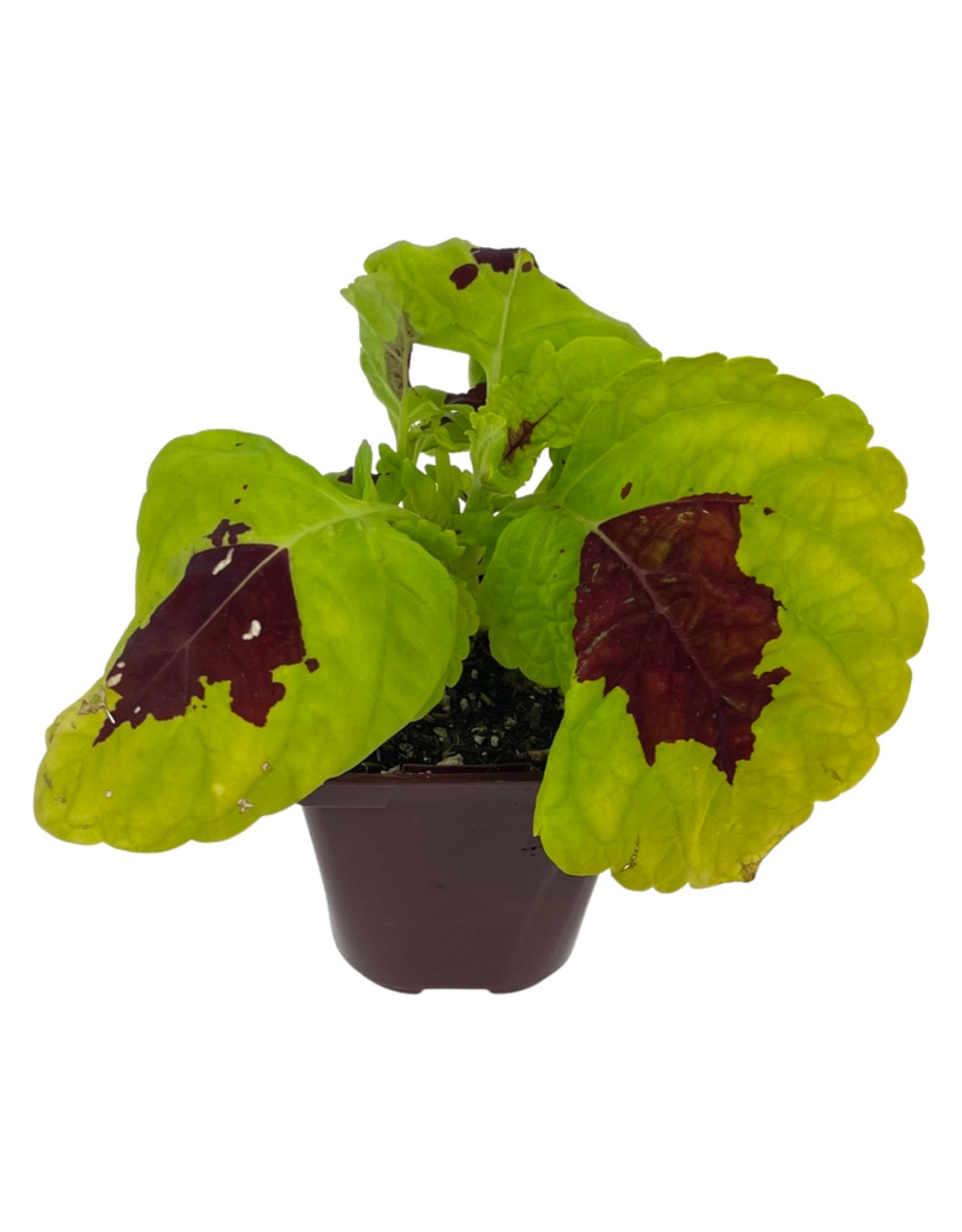 Coleus 'Kong Lime Sprite'