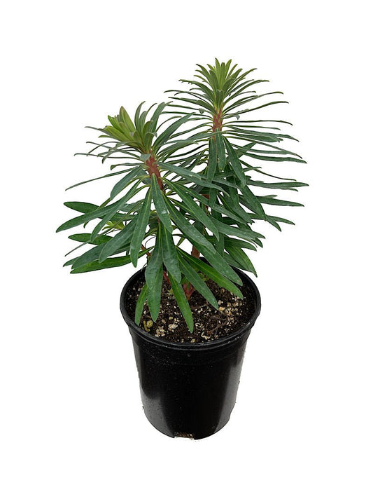 Euphorbia 'Black Pearl' 1 Gallon - The Garden Corner