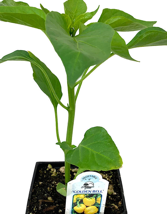 Pepper 'Golden Bell'