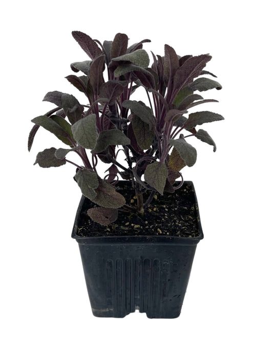 Sage 'Purple'