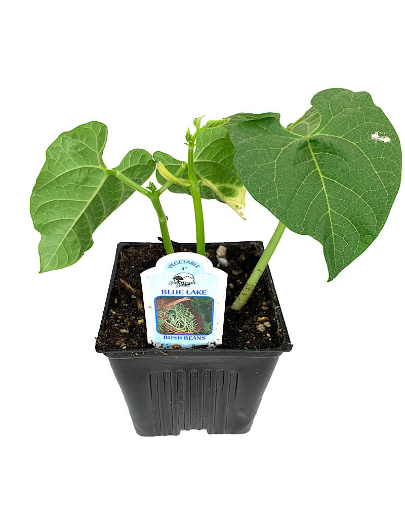 Bush Bean 'Blue Lake'
