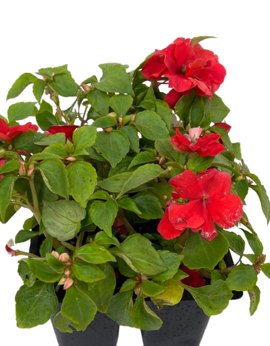 Impatiens 'Beacon Bright Red'