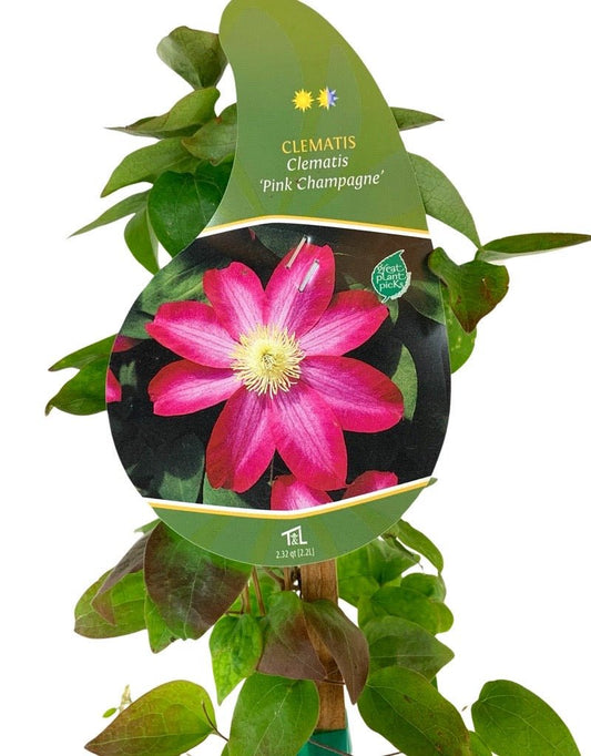 Clematis 'Pink Champagne' 1 Gallon - The Garden Corner