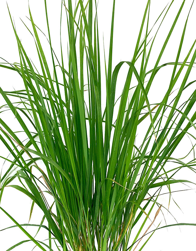 Calamagrostis x acutiflora 'Karl Foerster'