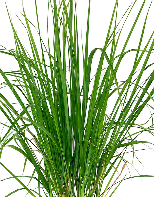 Calamagrostis x acutiflora 'Karl Foerster'