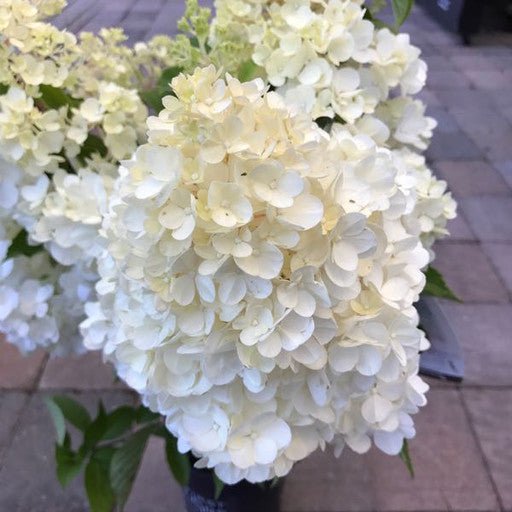 Hydrangea paniculata 'Vanilla Strawberry' - Shrubs