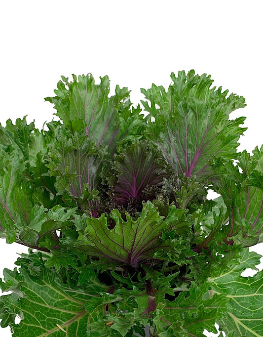 Kale 'Glamour Red'  1 Gallon