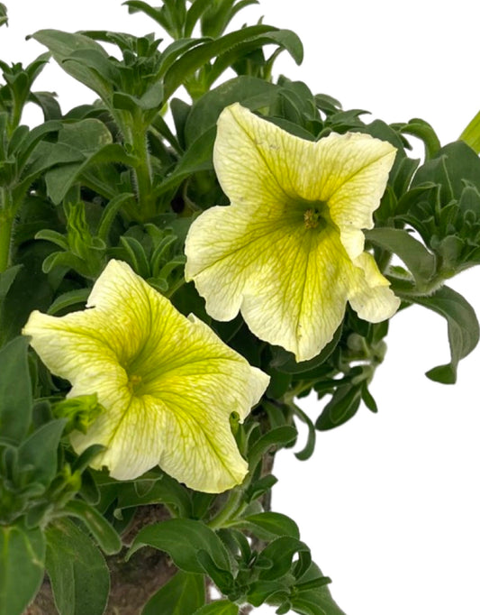 Petunia 'Surfinia Yellow'