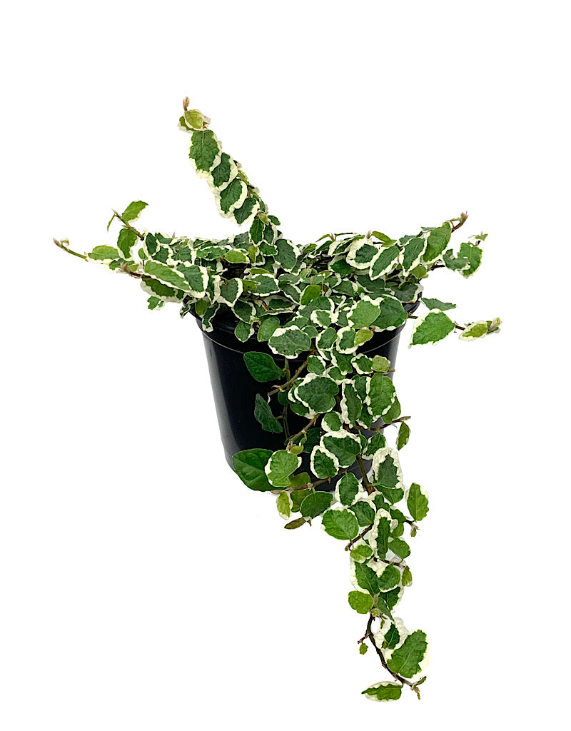 Ficus pumila 'Variegata'