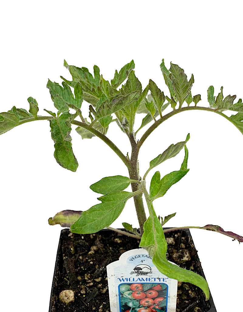 Tomato 'Willamette' 4 Inch