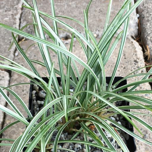 Ophiopogon japonicus 'Variegatus' 4 Inch