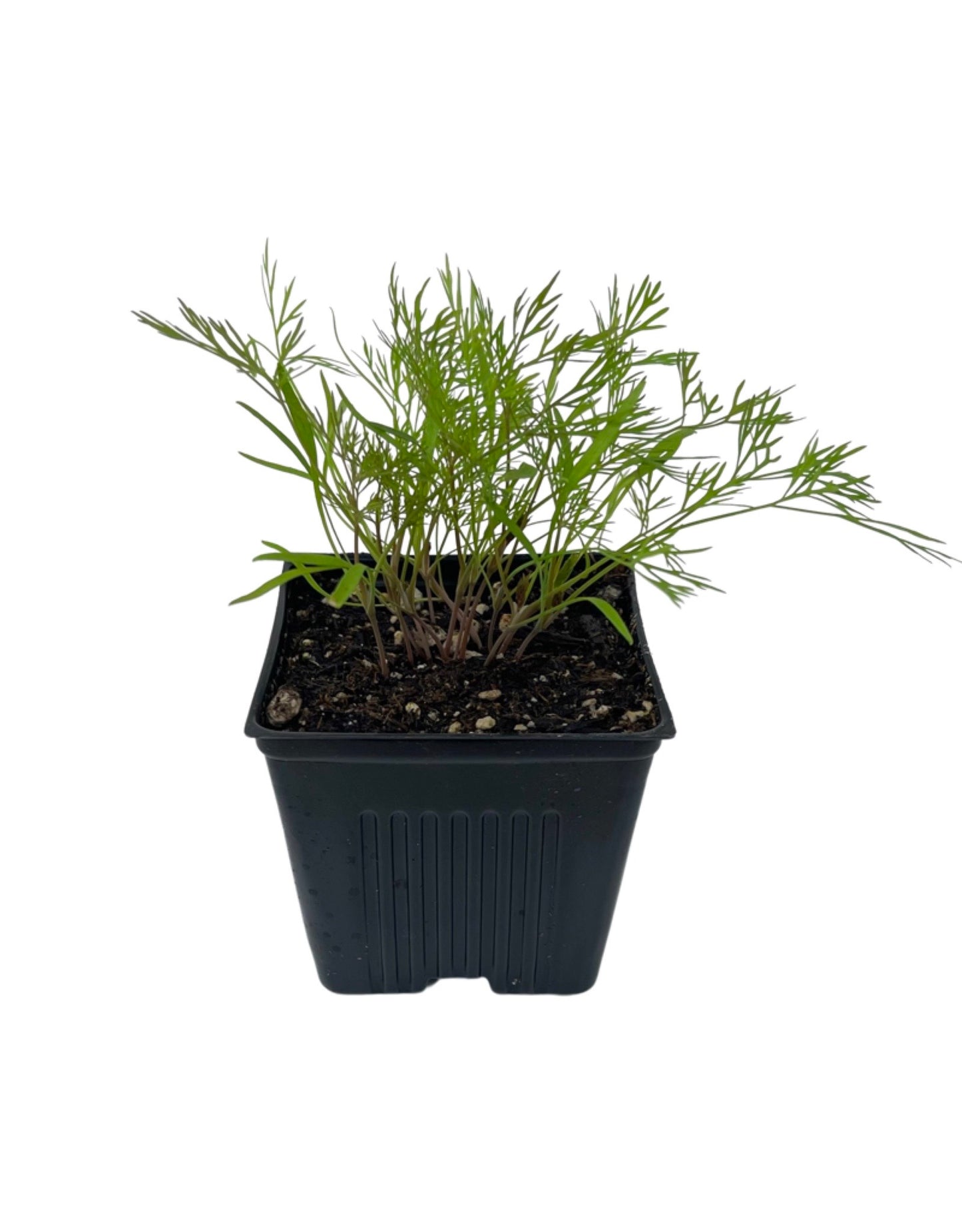 Dill