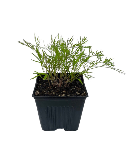 Dill