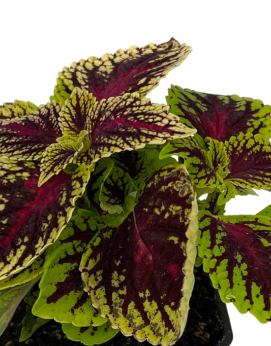 Coleus 'Dragon Heart'