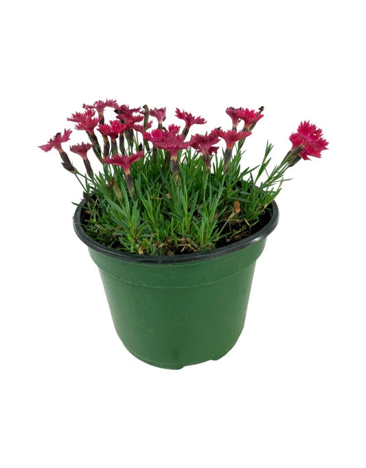 Dianthus gratianopolitanus 'Vivid Cherry Charm'