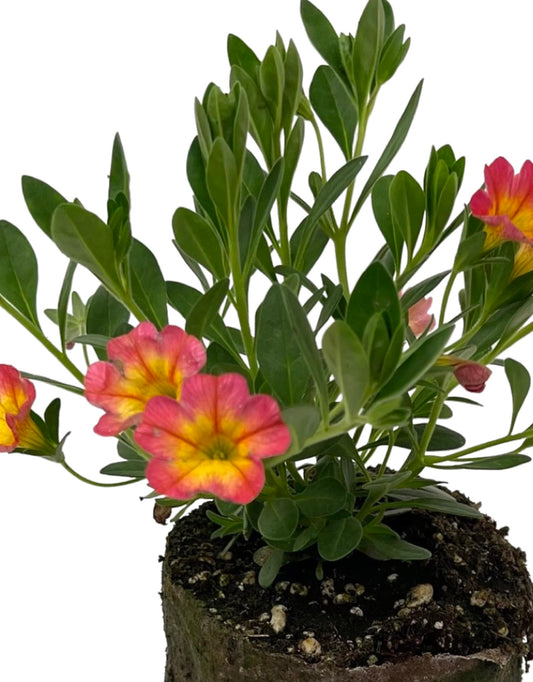 Calibrachoa 'Coral Sun'