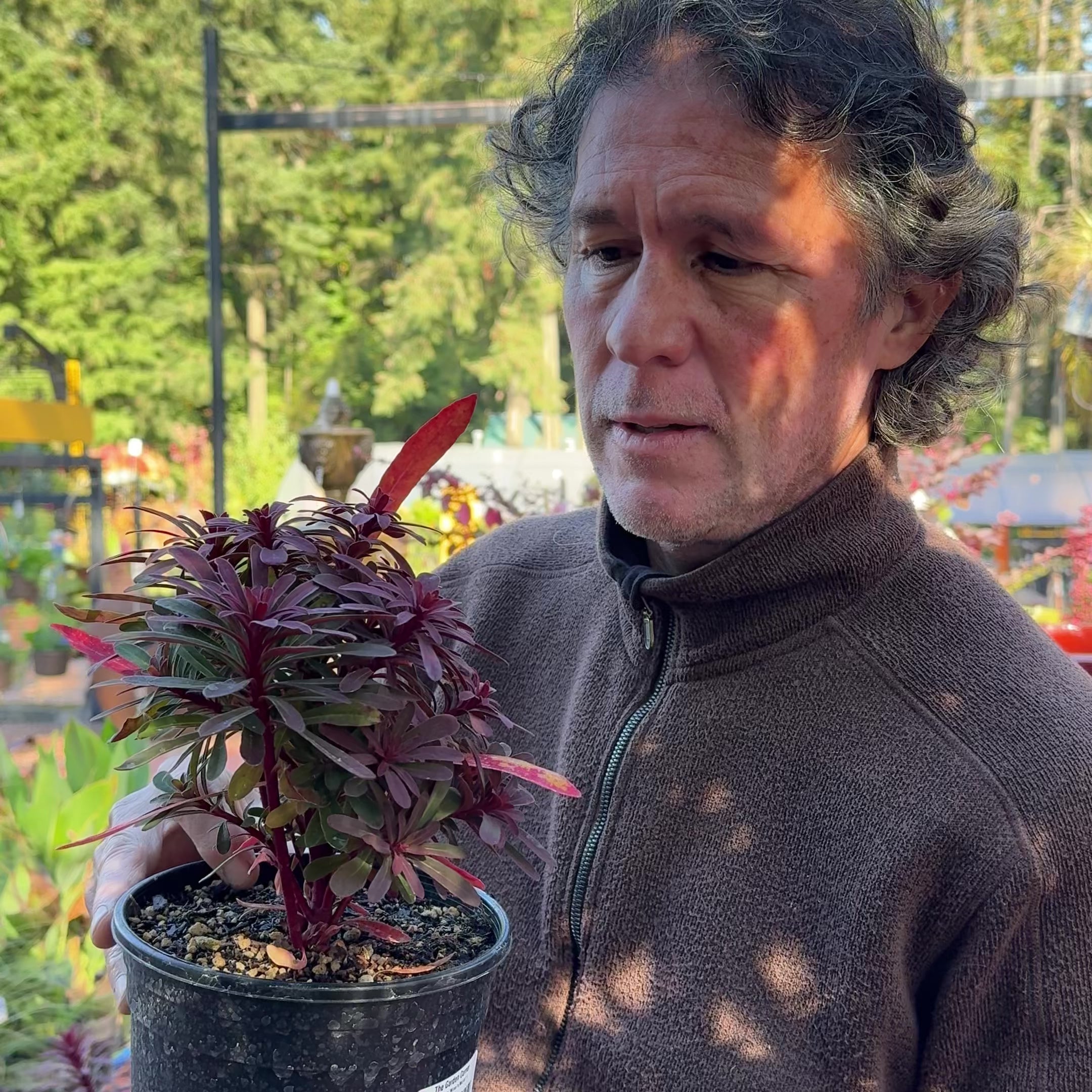 Euphorbia 'Miner's Merlot' – The Garden Corner