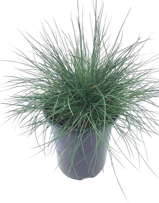 Festuca 'Siskiyou Blue' 1 Gallon - The Garden Corner