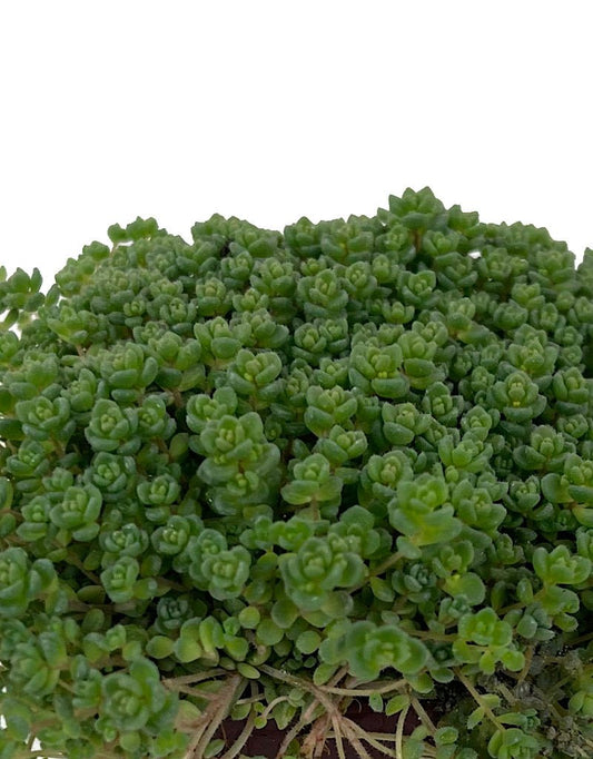 Sedum anglicum 'Love's Triangle' 4 Inch - The Garden Corner