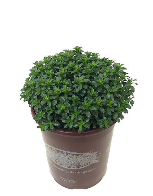 Iberis sempervirens 'Pink Ice'