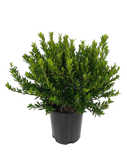 Euonymus japonicus 'Microphylla' 1 Gallon - The Garden Corner