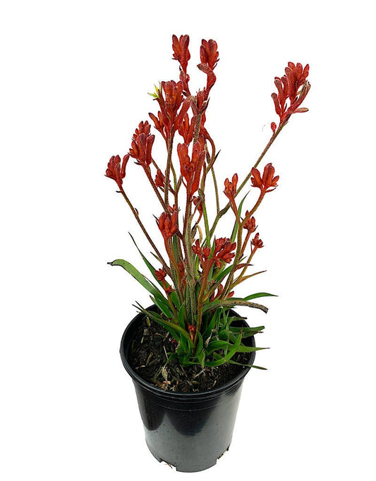 Anigozanthos 'Kanga Red' 1 Gallon - The Garden Corner