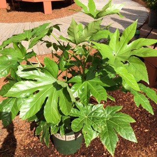 Fatsia japonica 5 gal - The Garden Corner