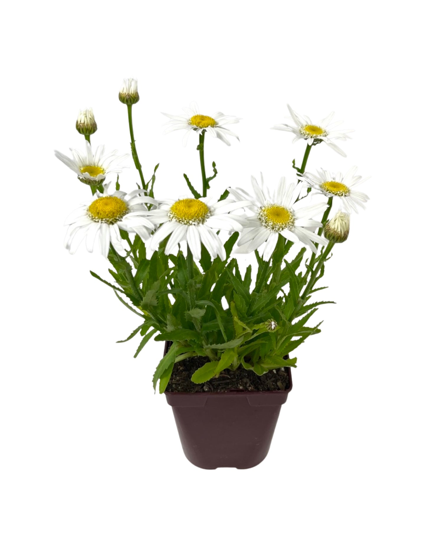 Leucanthemum 'Angel Daisy' - Perennials