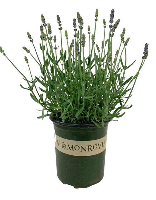 Lavandula 'Aromatico Blue Improved' - The Garden Corner