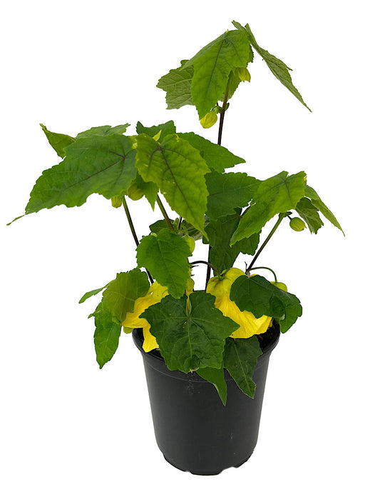 Abutilon 'Lucky Lantern Yellow' Quart