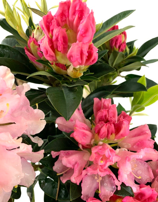 Rhododendron x 'Dreamland'