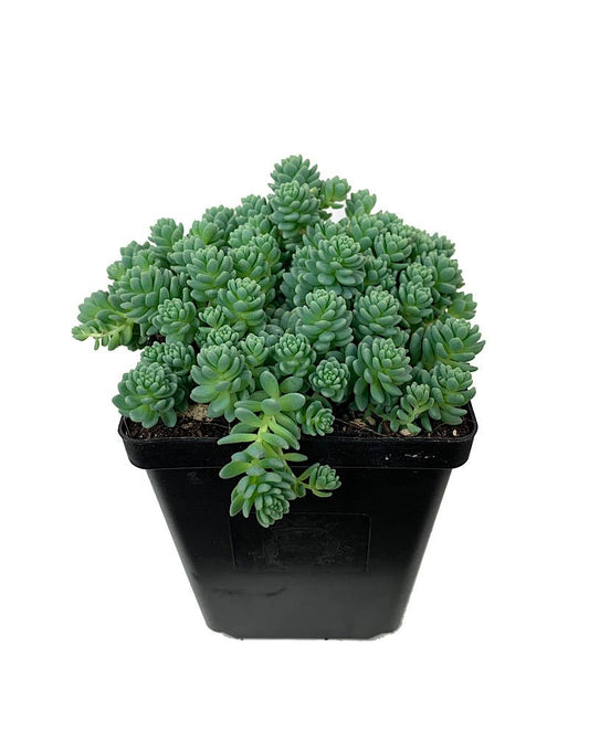 Sedum dasyphyllum 'Major' 4 Inch - The Garden Corner