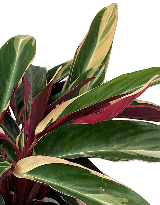 Stromanthe 'Triostar' 2 Gallon - The Garden Corner