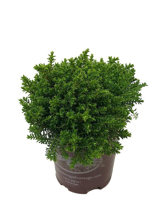 Hebe 'Emerald Gem' - The Garden Corner