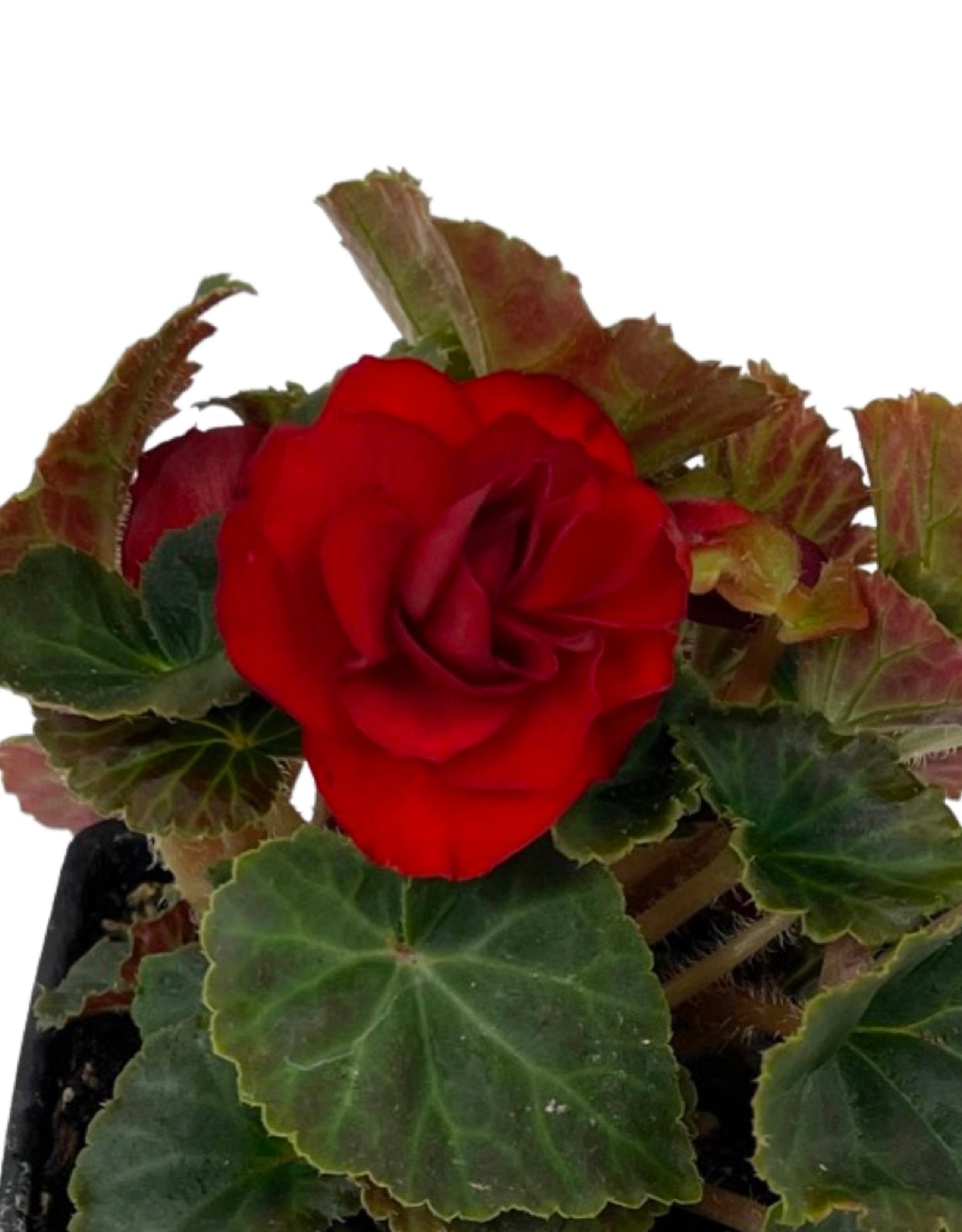 Begonia 'Nonstop Mocca Scarlet'