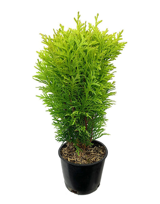 Thuja o. 'Autumn Moon' 4 Inch - The Garden Corner