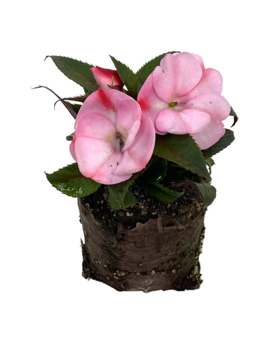 Sunpatiens 'Compact Pink Candy' - The Garden Corner