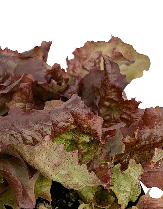 Lettuce 'Red Sails' Traypack
