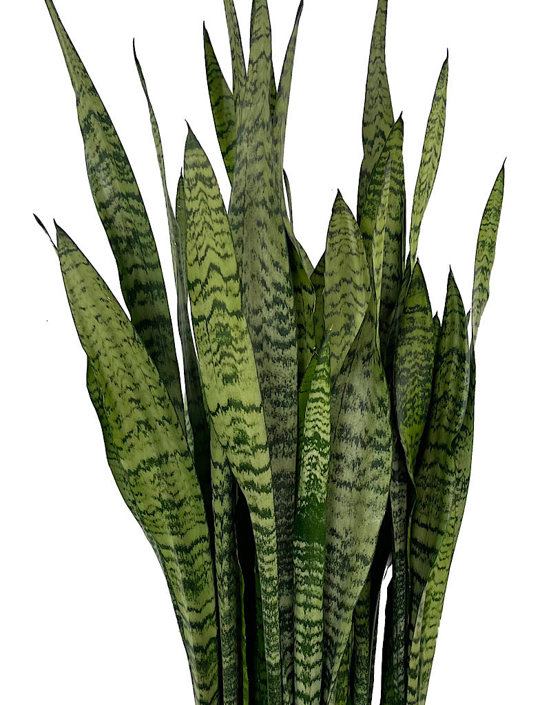 Sansevieria 'Zeylanica' 10 Inch