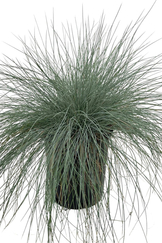 Festuca amethystina 'Superba' 1 Gallon - The Garden Corner