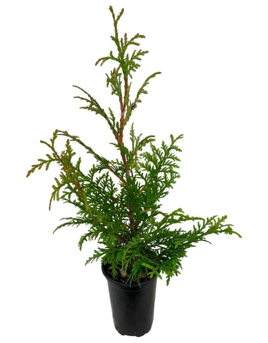 Thuja plicata 'Northern Spire' - The Garden Corner