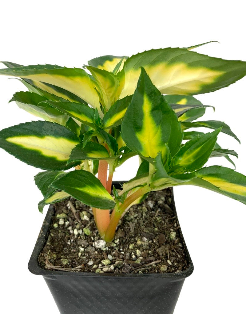 Sunpatiens 'Vigorous Tropical White'