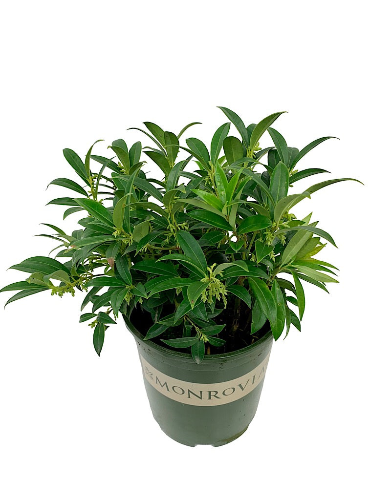 Sarcococca hookeriana 'Humilis'