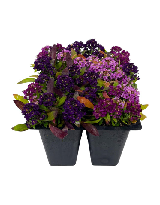 Alyssum 'Easter Bonnet Mix' Jumbo Traypack - The Garden Corner