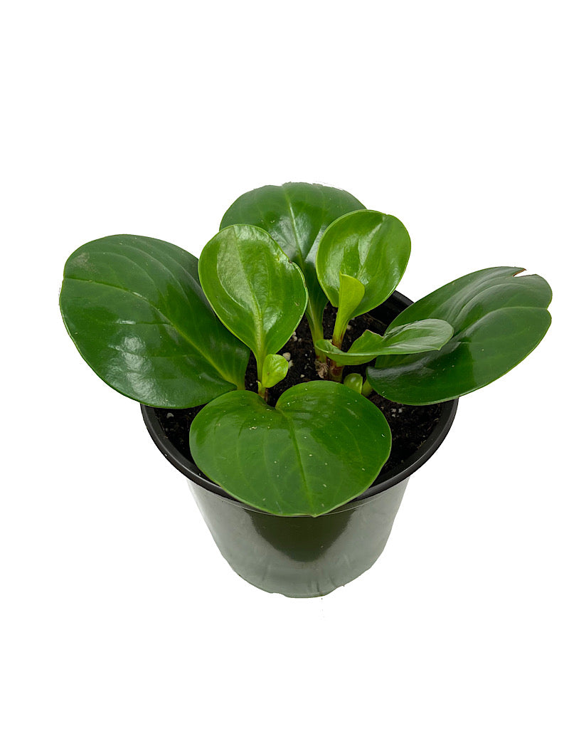 Peperomia obtusifolia