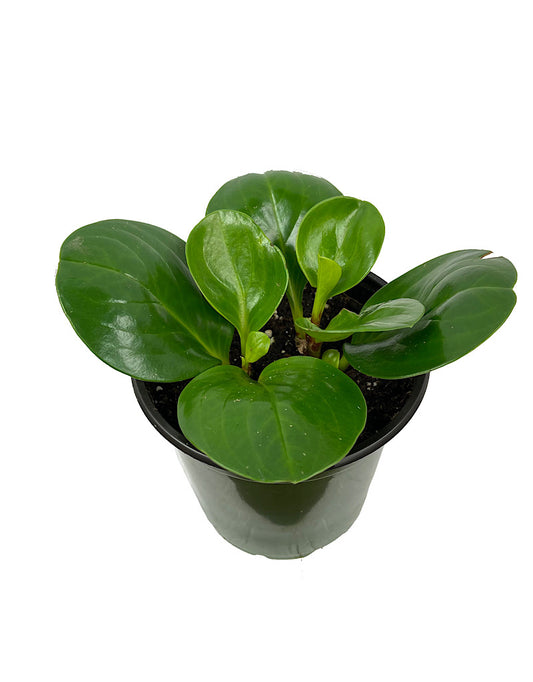 Peperomia obtusifolia
